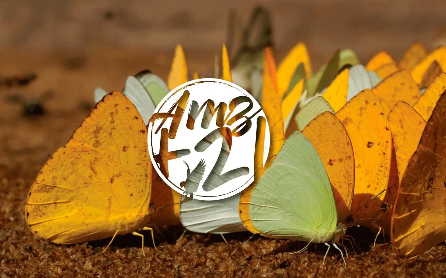 Branding and Communication Project for Sustainability: Amazônia+21
