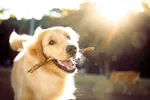 Miniatura de Cachorro com graveto