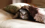 Miniatura de Gato
