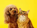 Miniatura de Patas de Cachorro