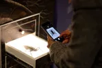 Miniatura de Fotografando um Inseto