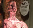 Miniatura de Corpo Humano